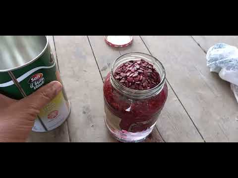 Видео: Тарвуз экиш сирлари. Тарвуз уруѓини уютдим 2024. 04.08.