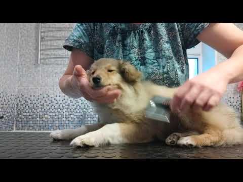 Видео: Расчесываем щенка шелти
