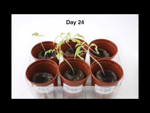 Видео: Семинар за отглеждане на зеленчуци"От семето до градината"