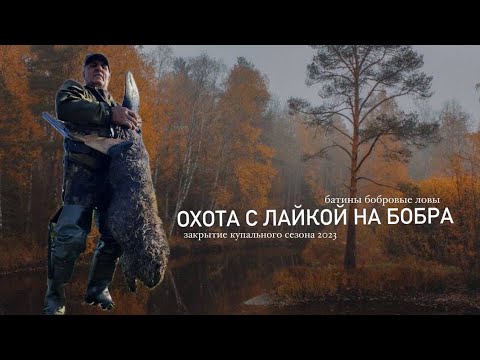 Видео: ТАКОГО ЕЩЕ НЕ БРАЛИ. ОХОТА С ЛАЙКОЙ НА БОБРА. #охотанабобра