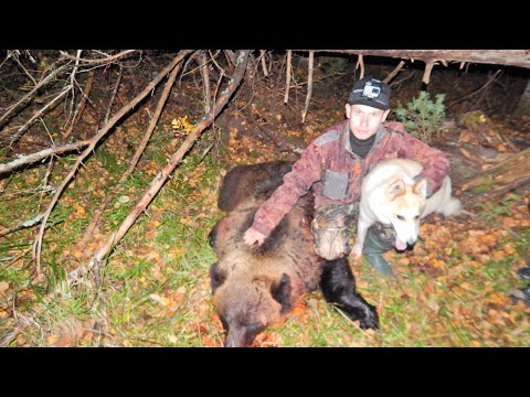 Видео: Охота на медведя 2020! Добыли хорошего мишку!