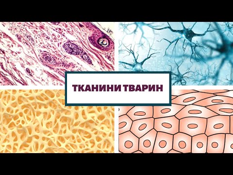 Видео: ТКАНИНИ ТВАРИН. ТКАНИНИ ОРГАНІЗМУ ЛЮДИНИ