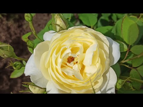 Видео: Розы Остина.  VANESSA BELL.