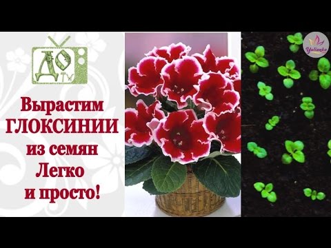 Видео: Выращивание ГЛОКСИНИИ из семян. Весь процесс от посева до всходов