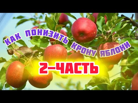 Видео: Обрезка высокой яблони.Результат
