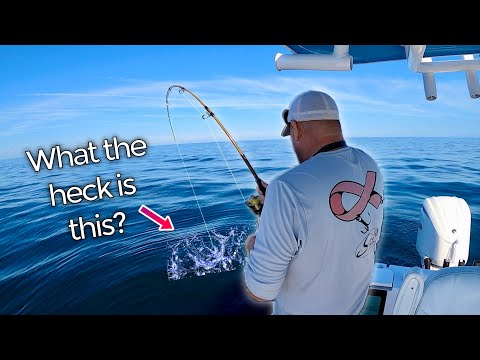 Видео: ОГРОМНЫЙ УЛОВ… будьте осторожны с просьбами!!