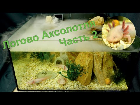 Видео: Аквариум, Логово Аксолотля! часть 2 #Аквариум #Аксолотль #aquarium