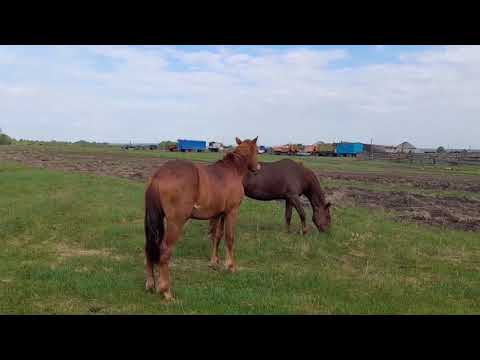 Видео: Молодой жеребец и его косяк кобыл