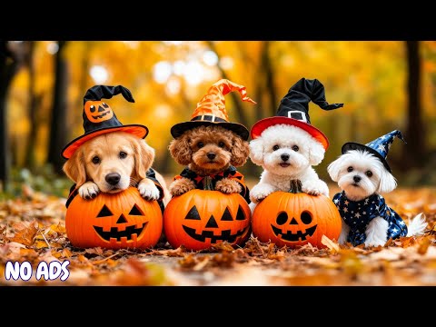 Видео: 12 часов телепередач для собак 🐶 Музыка от тревожности для собак 💖 Нежное фортепиано для спокойств