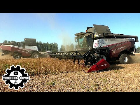 Видео: Комбайны РСМ 161 и Акрос 595+ на уборке сои. Уборочная 2024 в Липецкой области