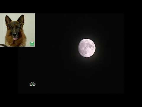 Видео: ~Возвращение Мухтара 2~ Клип про Мухтара и Максима "Сторожевой"