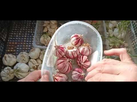 Видео: КАК си подготвям чесъна за сеитба.