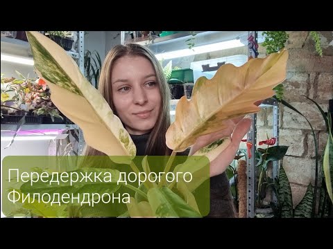 Видео: Черенкование филодендрона. Новинки, Пересадка. Самое дорогое растение