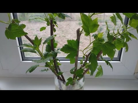 Видео: Как укоренить смородину на подоконнике в любое время года