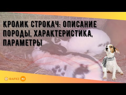 Видео: Кролик строкач: описание породы, характеристика, параметры