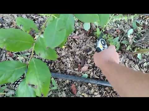 Видео: Літня обрізка лохини.