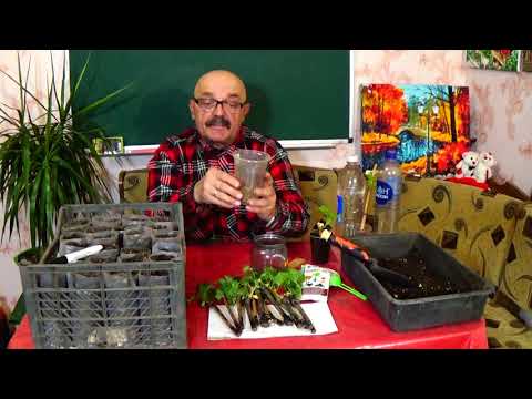 Видео: Особенности при посадке черенков винограда  в емкости