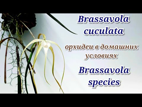 Видео: Брассавола Орхидеи наблоке. Brassavola cuculata.  Brassavola species. Уход и содержание.