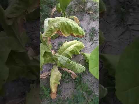 Видео: 18 июля 2022 г.