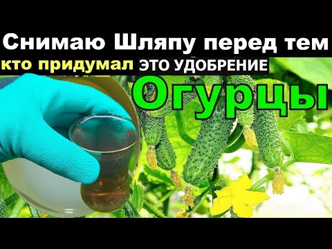 Видео: Я не мог поверить! Сделал так огурцы в Августе прут не остановить