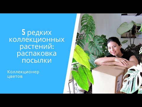 Видео: 📦5 редких коллекционных растений: распаковка посылки с Каладиумами, Алоказией и Колоказией