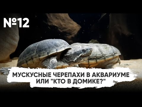Видео: N12. Мускусные черепахи в аквариуме или "Кто в домике?" #Конкурс_Scalariki
