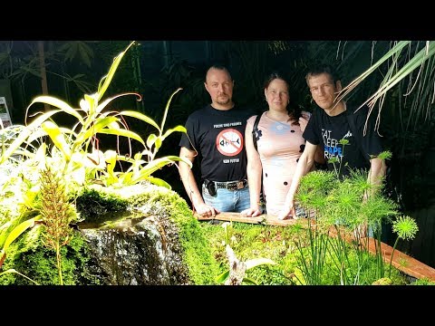 Видео: Florariumplants. Оформляем палюдариум в Аптекарском Огороде