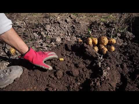 Видео: Отглеждане, прибиране и съхранение на картофи
