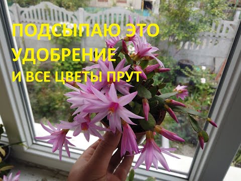 Видео: Хризантема в Горшках. Рипсалидопсис( пасхальник), декабрист. Гвоздика. ПОШЛА ДВИЖУХА!!!