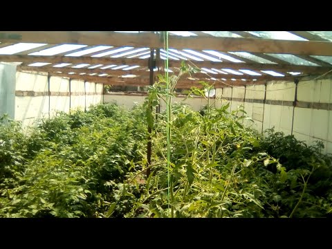 Видео: Сравнение Теплиц Термос и Обычной//Конструкция Теплицы !