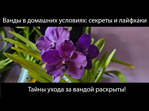 Видео: Уход за вандовыми орхидеями. Vanda hybrid. #орхидеи #ванда #орхидеиуход