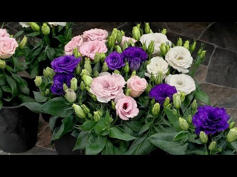 Видео: Размножение и укоренение ЭУСТОМЫ черенками, БЮДЖЕТНЫЙ СПОСОБ увеличить количество ЭУСТОМЫ в 2 раза