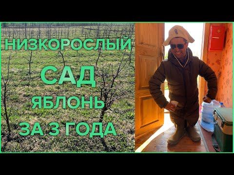 Видео: ПРАВИЛЬНАЯ обрезка ЯБЛОНЬ весной в питомнике плодовых деревьев и растений Сад для начинающих