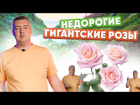 Видео: Микс роз 70 см | Boulevard, Pomarosa, Monet | Плантация Rosas del Corazon | Эквадор | Цветы оптом