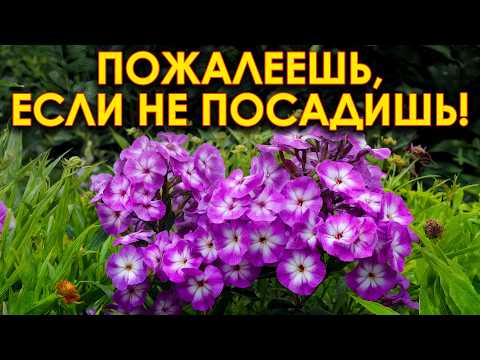 Видео: Эти цветы растут 10 лет без пересадки! Самые неприхотливые долгоживущие цветы в вашем саду!