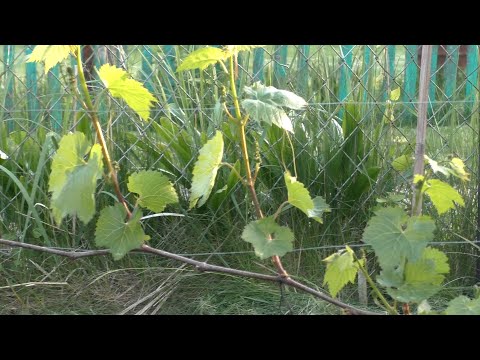 Видео: План работ на винограднике на июнь 2021 и уход за ослабленными кустами