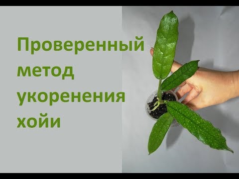 Видео: Хойи: КАК УКОРЕНИТЬ хойю / лучший метод укоренения (100% результат)