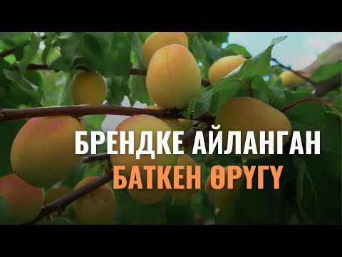 Видео: Брендке айланган Баткен өрүгү