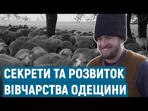 Видео: Секрети та розвиток вівчарства в селі Василівка | Голос болгар