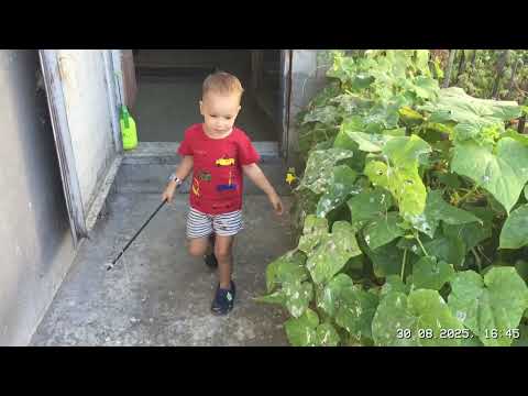 Видео: #Pigeons.Как главный голубятник гоняет голубей. 