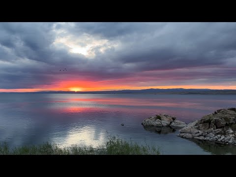 Видео: Пернатый переполох