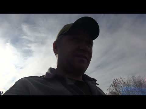 Видео: Голуби. Куры. Овцы.