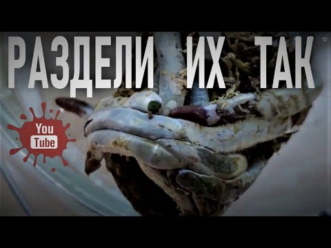 Видео: ОТДЕЛИ ДЕТКУ С ЦВЕТОНОСА ОРХИДЕИ ТАК! УКРОТИ ВОЗДУШНЫЕ КОРНИ И ОПРЕДЕЛИ ИХ В СУБСТРАТ! РЕЗУЛЬТАТ 👍👍👍