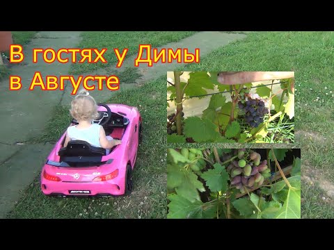 Видео: В гостях у Димы. Виноград в Августе