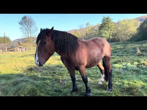 Видео: Гарний молодий кінь на продажу!!Кого буде цікавити номер в описі👍👍💪