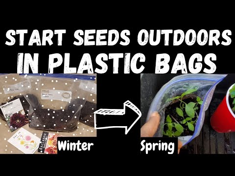 Видео: Как посеять зимой в пакетах Ziploc/пластиковых пакетах: пошаговое руководство ❄️