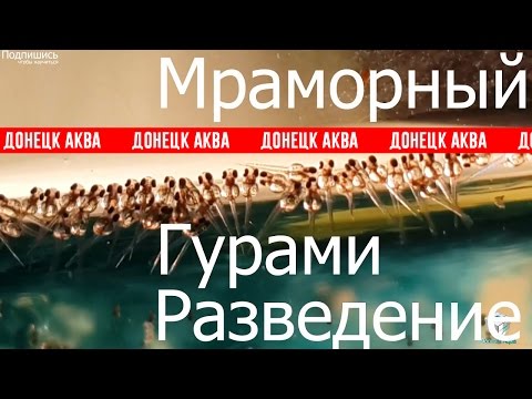 Видео: Гурами, Trichogaster trichopterus, HOW TO: Keep, Zucht von Aquarienfischen, akvariefiske