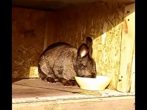 Видео: День второй / Кролики и горох.