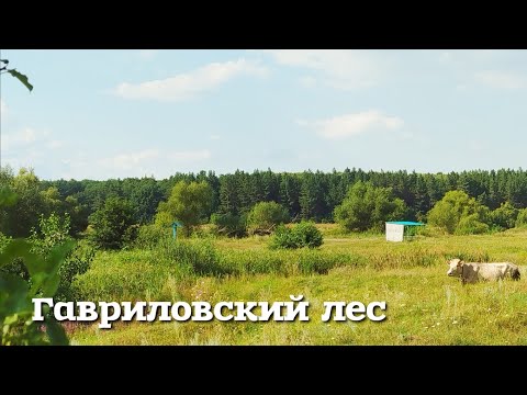 Видео: Сампур — Виды Гавриловского Леса и Дикие Яблоки 