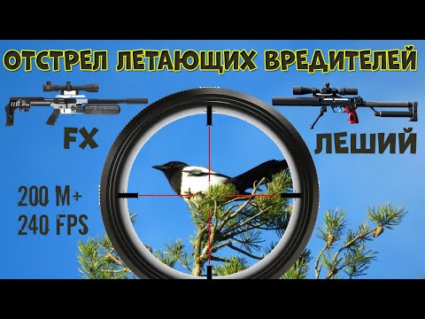 Видео: Охота на Сорок и Ворон. FX Impact M3 + Леший 2. Crow Hunting 2022. Кроухантинг. Jack Hunter.